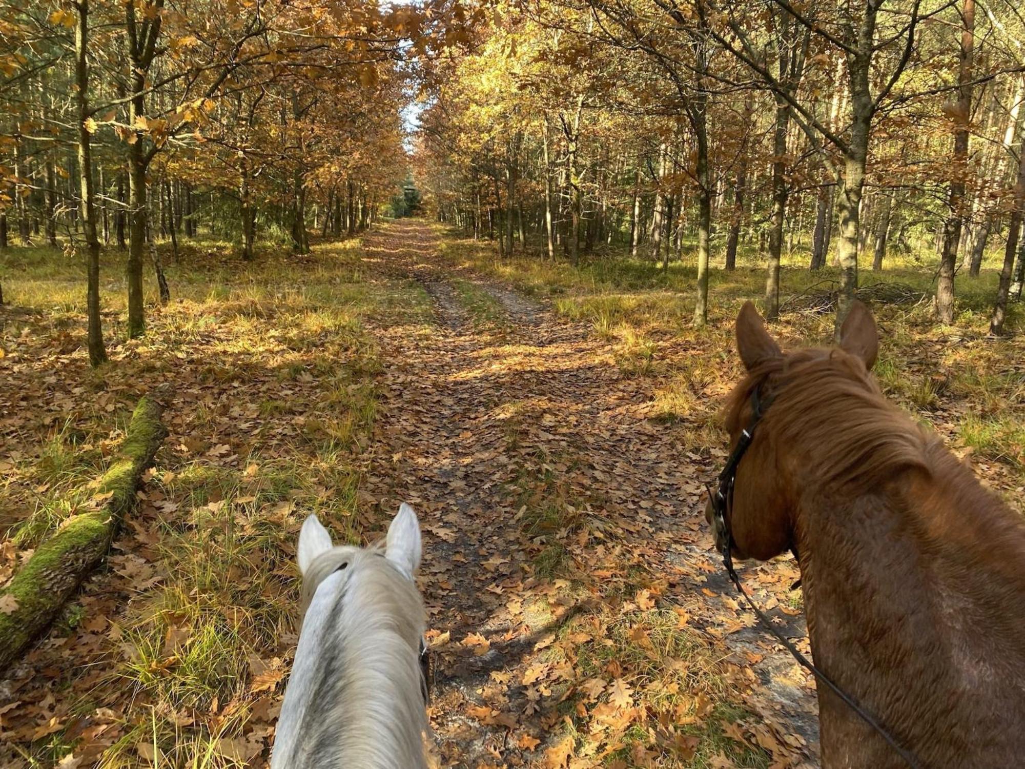 Cozy Holiday Home On A Horse Farm In The L Neburg Heath 埃舍德 外观 照片