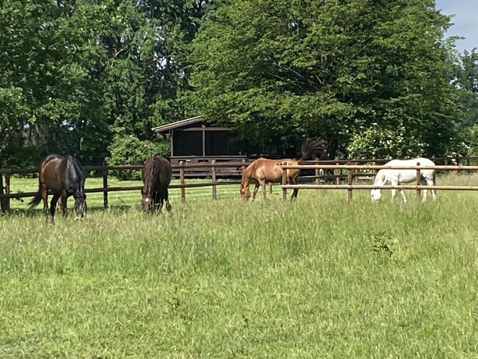 Cozy Holiday Home On A Horse Farm In The L Neburg Heath 埃舍德 外观 照片
